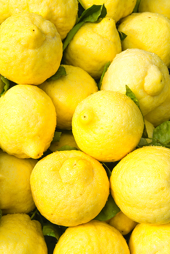 Lemons (Citrons), Campania region, southern Italy, Europe