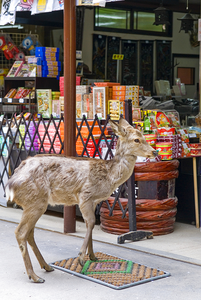 Fallow deer at the entrance of a drugstore