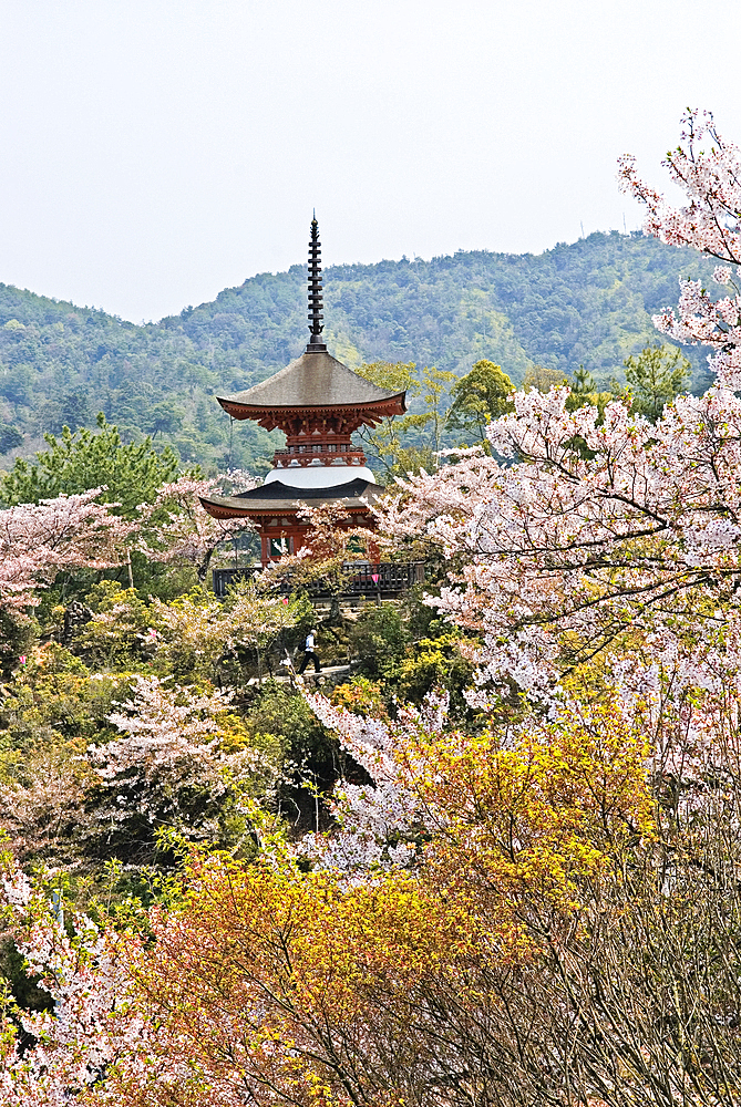 Two-storied Tahoto Pagoda surrounded by cherry blossoms, Miyajima island, off Hiroshima, Japan