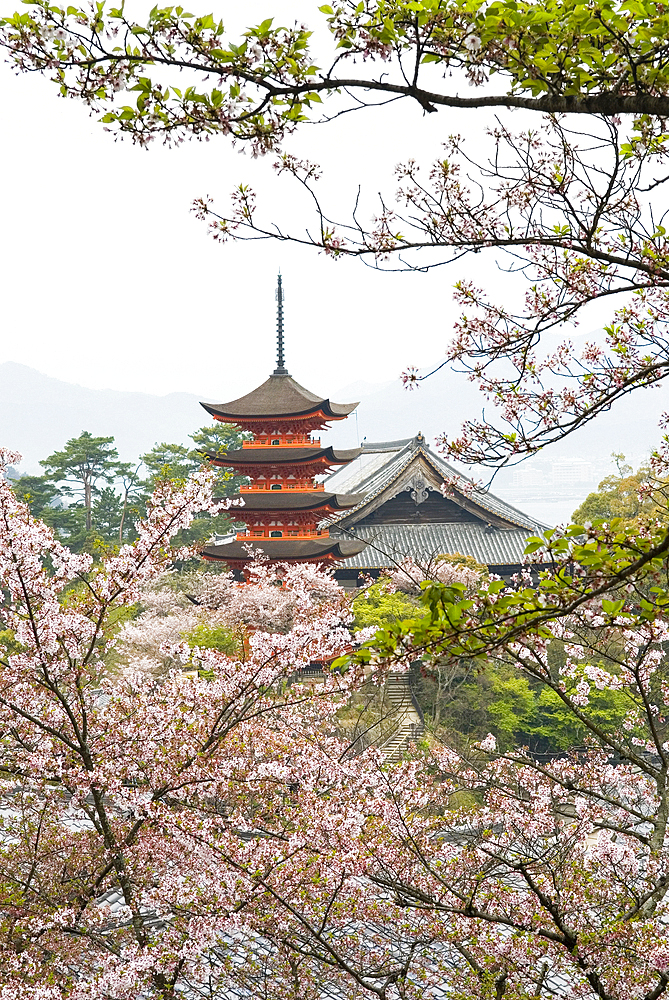 Five-Tiered Pagoda surrounded by cherry blossoms, Miyajima island, off Hiroshima, Japan