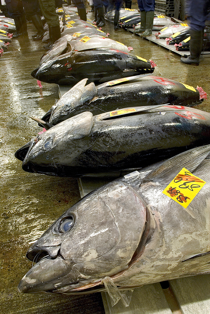 Tuna auction in the former fish market of Tsukiji, Tokyo, Japan