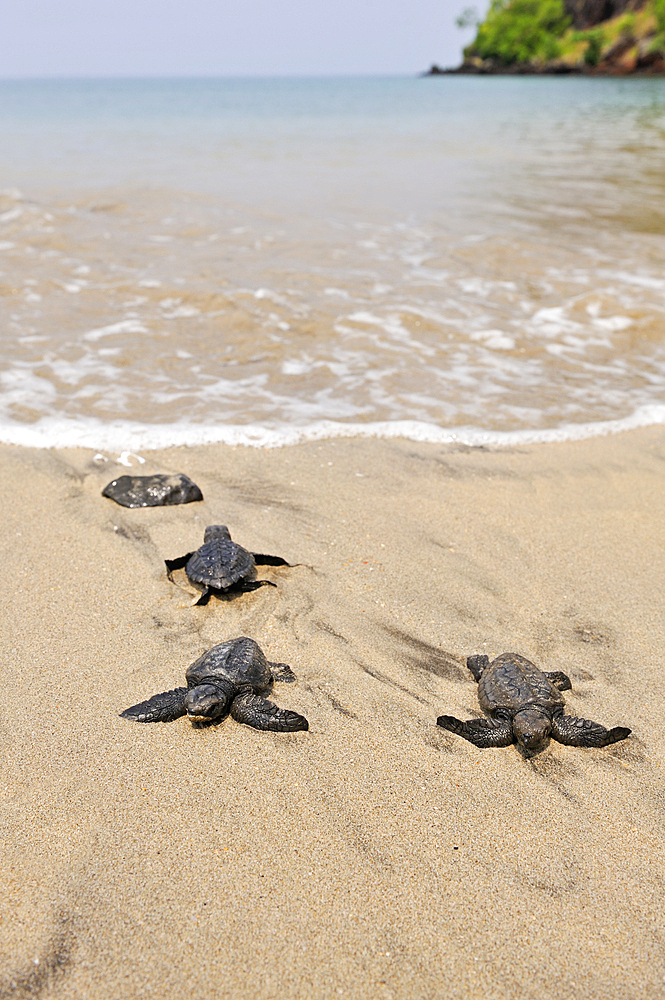 Three olive ridley juvenile sea turtles moving into the ocean after being released from a conservation site Marapa at Morro Peixe, fishermen village on the north coast of Sao Tome Island, Republic of Sao Tome and Principe,Africa