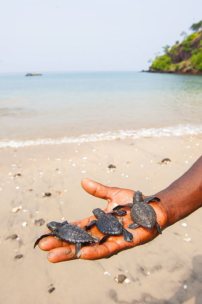 Three olive ridley juvenile sea turtles moving into the ocean after being released from a conservation site Marapa at Morro Peixe, fishermen village on the north coast of Sao Tome Island, Republic of Sao Tome and Principe,Africa