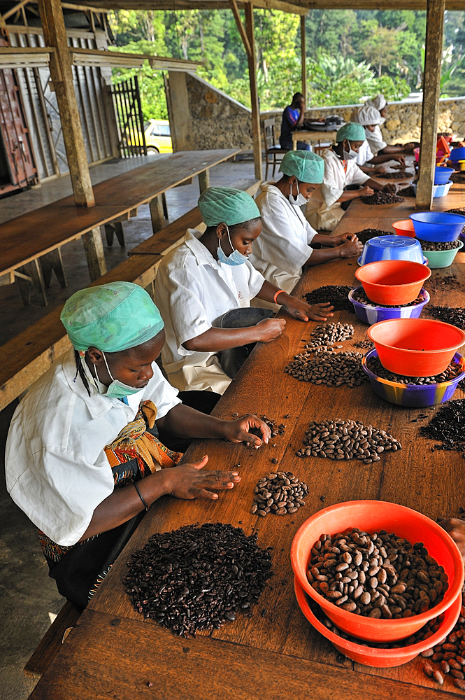 Peeling of roasted cocoa beans at Nova Moca site owned by Claudio Corallo,Sao Tome Island, Republic of Sao Tome and Principe,Africa
