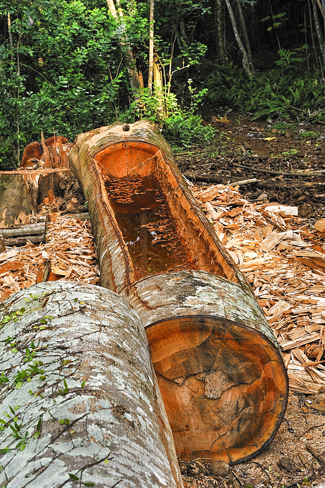Cutting trunk for pirogue, small Rolas (turtledove) island in the south of Sao Tome Island, Republic of Sao Tome and Principe,Africa