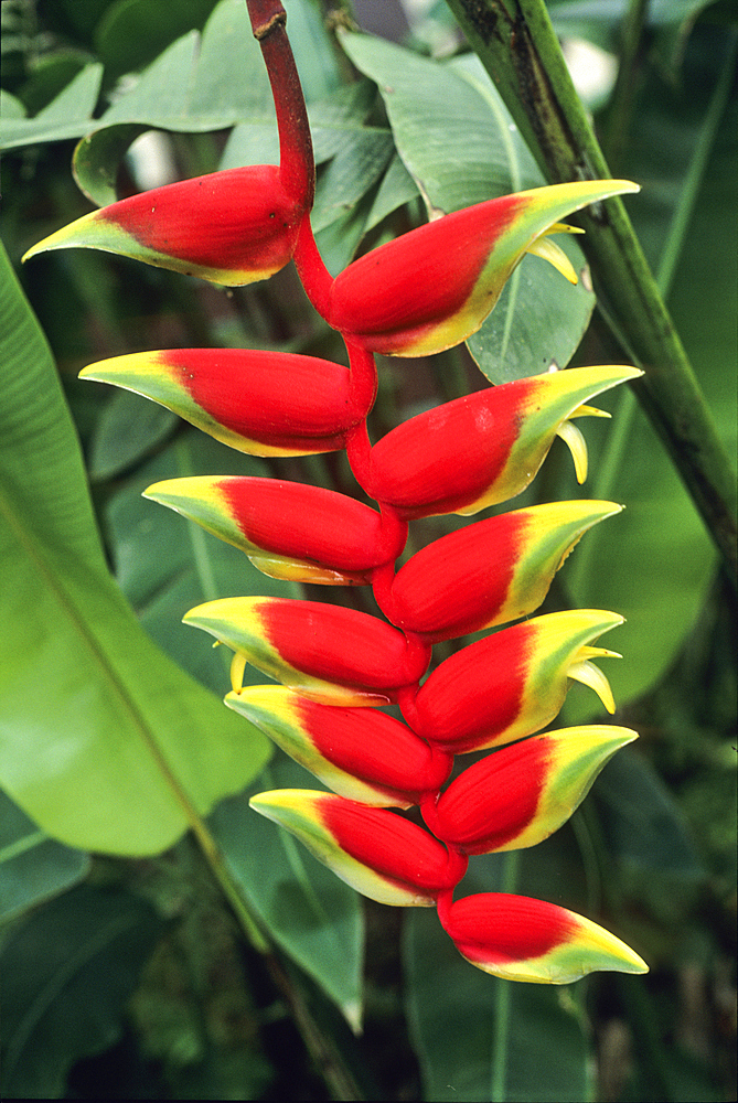 Heliconia,heliconia pendula,Sao Tome, Sao Tome Island, Republic of Sao Tome and Principe,Africa