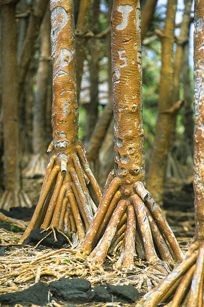 Aerial roots of Common screwpine (Pandanus utilis), Reunion island, Overseas departement of France, Indian Ocean