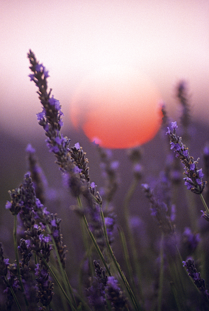 Lavender field at sunset,Drome department,region of Rhone-Alpes,France,Europe