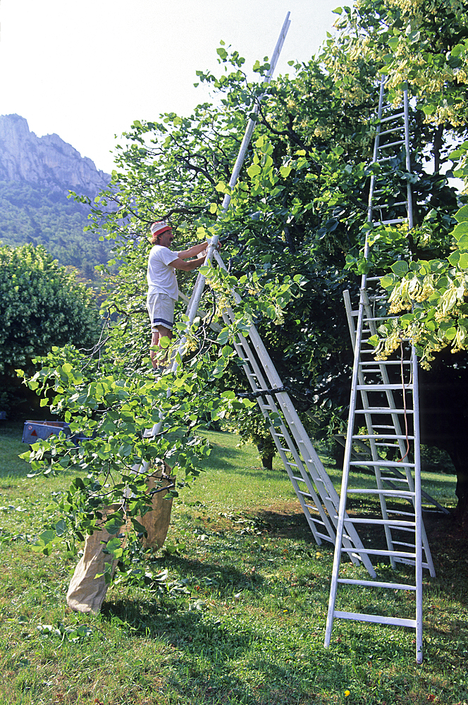 Tilia flowers harvesting, Baronnies natural park, Drome department, Rhone-Alpes region, southeastern France, Europe