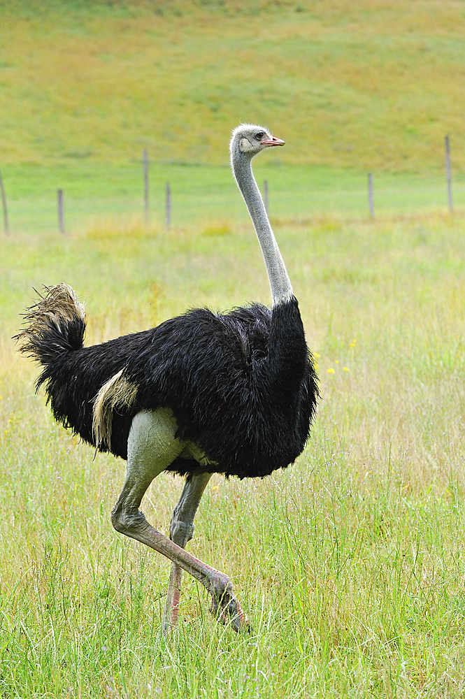 Ostrich farm, Autrucheland,Hauteville-sur-Fier, Haute-Savoie department, Rhone-Alpes region, France, Europe