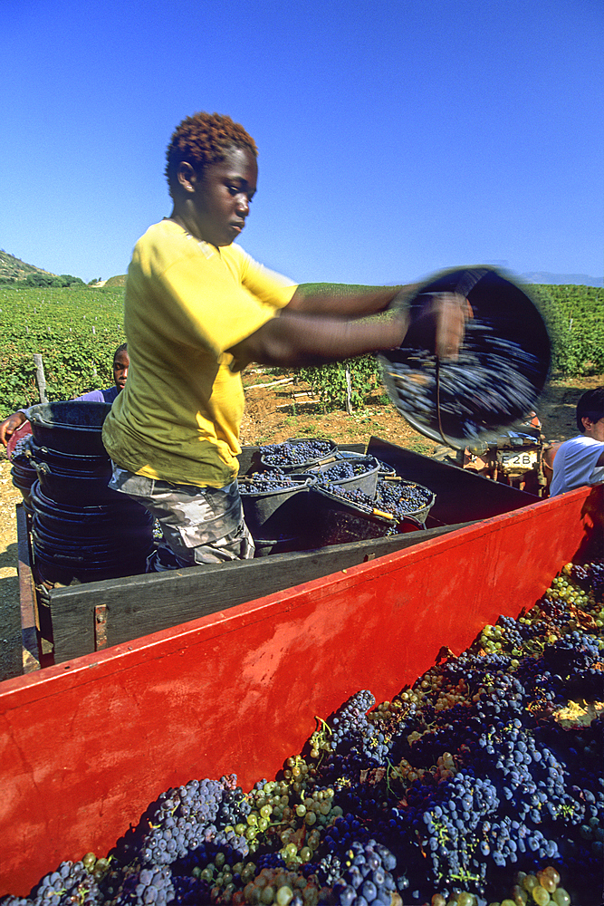 Grape harvest in vineyards of Patrimonio, near Saint-Florent, region of Nebbio, Haute-Corse department,Northern Corsica,France,Europe