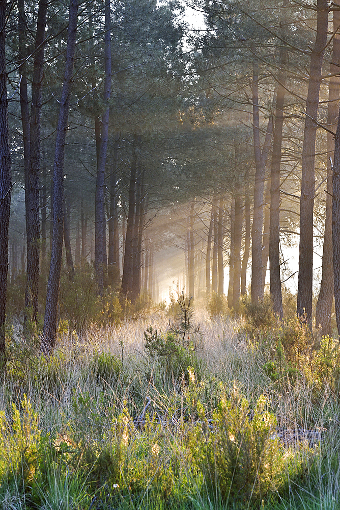 Morning mist in pine forest of the Regional nature park of Loire Anjou Touraine, near Langeais, department of Indre-et-Loire, Centre-Val de Loire region, France, Europe