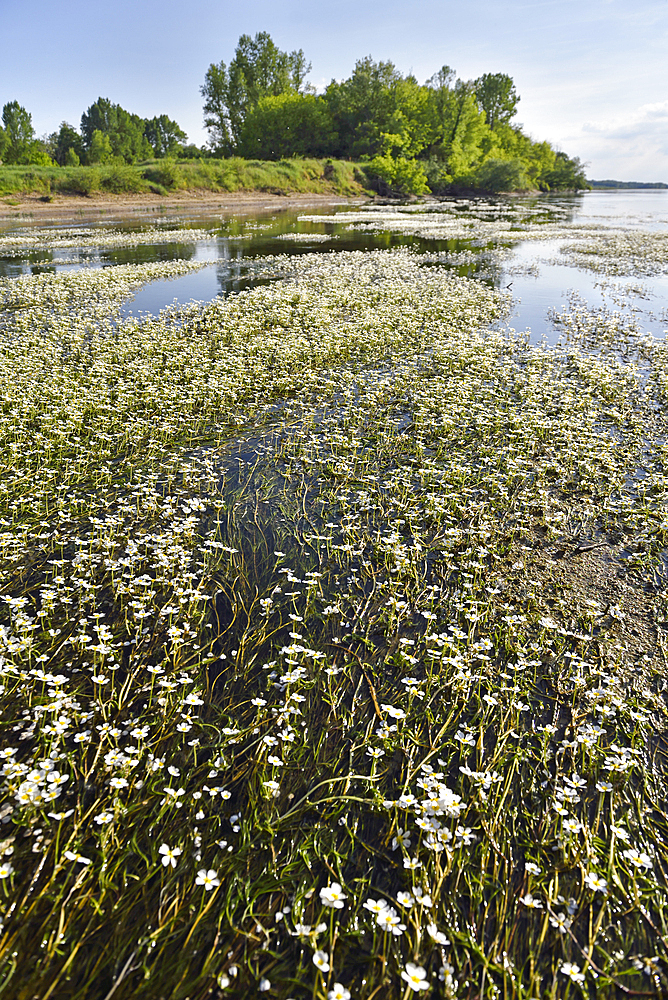 Banks of water-crowfoot (Ranunculus fluitans), Flat bottomed barge (French word: Toue) trip on Loire river near Chaumont-sur-Loire, Loir-et-Cher department, Centre-Val de Loire region, France, Europe