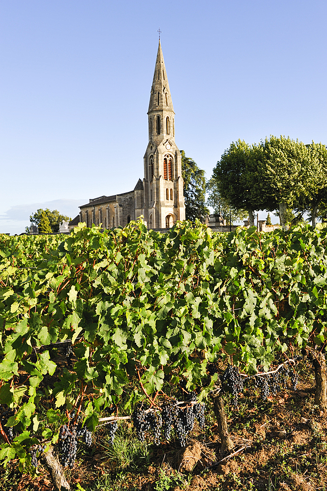 Vineyard of the village of Neac under wine label Lalande de Pomerol,Gironde department,Aquitaine region,south-western France,Europe