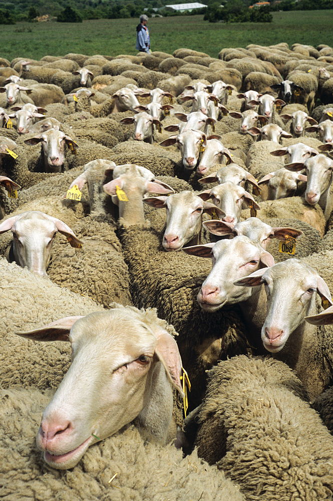 Flock of Lacaune sheep,Hermilix farm on the Larzac plateau, near Saint-Affrique, Aveyron department, Occitanie region, France,Europe