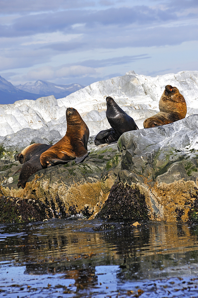 Sea lions (Otaria flavescens) in the Beagle Channel, Ushuaia, Tierra del Fuego, Patagonia, Argentina, South America