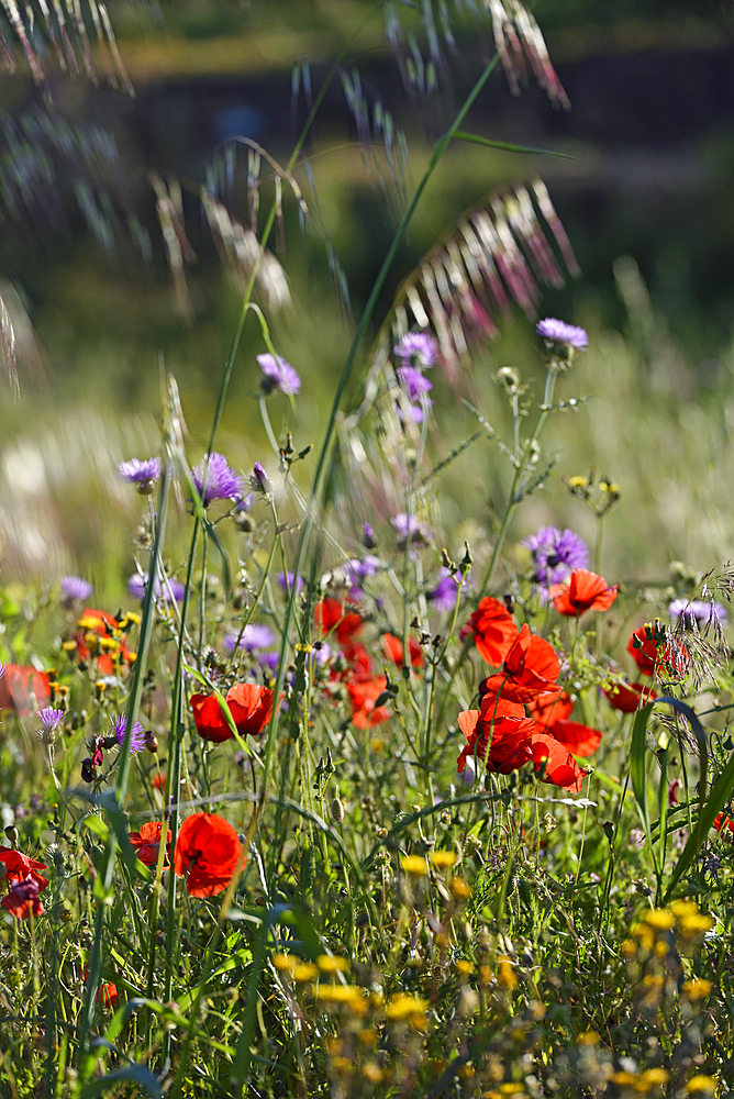 Flowering meadow in the gardens of rural hotel Horta da Moura, Monsaraz, Reguengos de Monsaraz, Alentejo region, Portugal, southwertern Europe