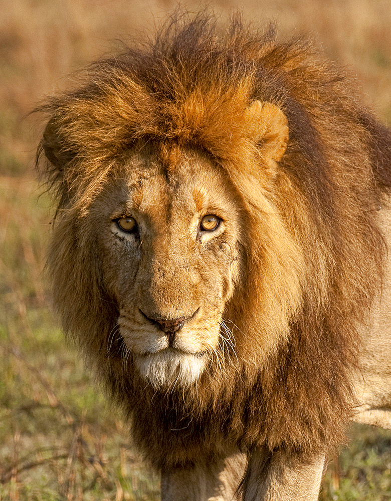 A young male lion (Panthera leo), his mane will darken as he gets older, Zambia, Africa