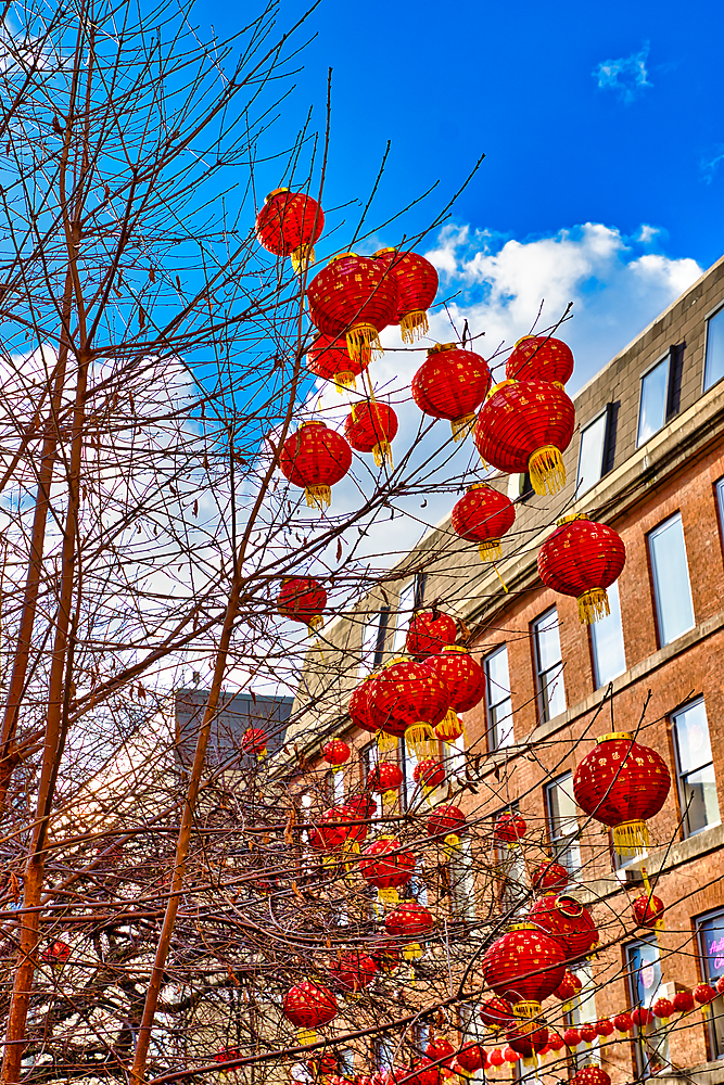 Red Chinese lanterns hang from the branches of a bare winter tree against a blue sky and a brick building backdrop. Many lanterns are visible, creating a festive atmosphere in Manchester, UK.