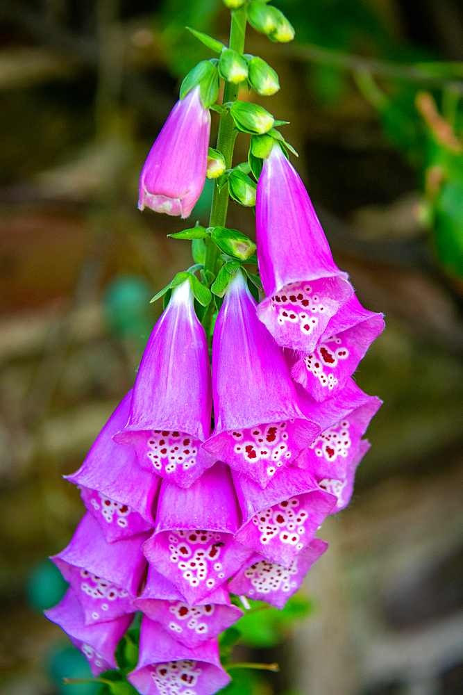 Vibrant purple foxglove flowers with spotted throats, in a natural garden setting at Kew Gardens, London, England, United Kingdom, Europe