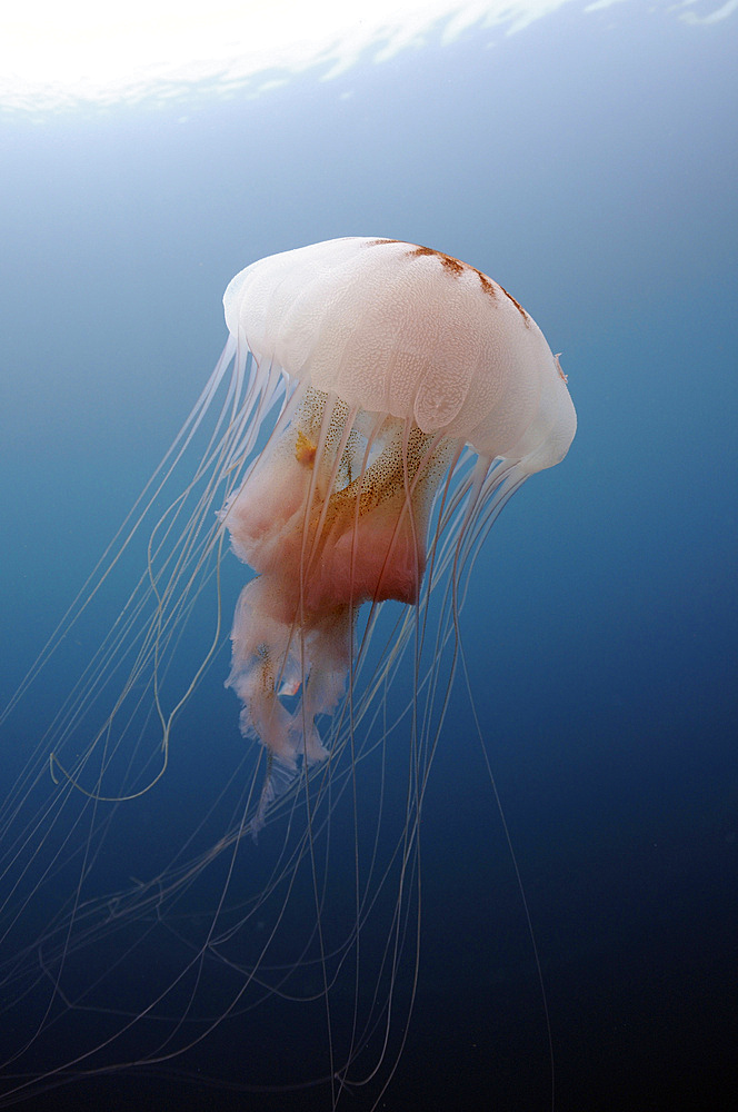Sea Nettle Jellyfish in Atlantic Ocean.