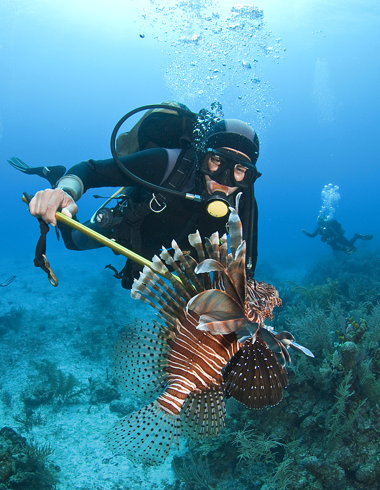 Diver spears an invasive Indo-Pacific Lionfish in the Caribbean Sea.