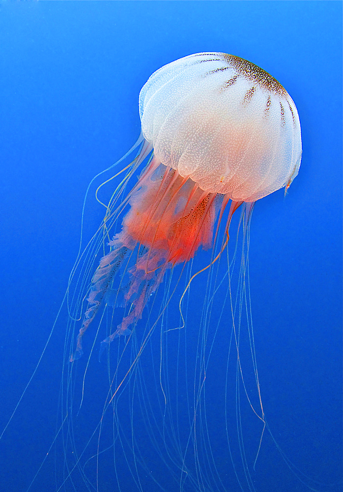 Sea nettle is host to a small shrimp in the Atlantic Ccean off the coast of North Carolina.