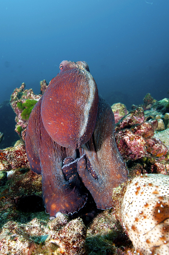 Octopus on reef, Koh Bon, Similan Islands, Thailand.