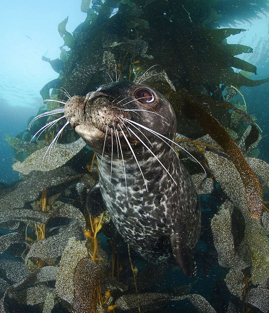 Habor seal (Phoca vitulina) in kelp, Todos Santos Island west of Mexico.