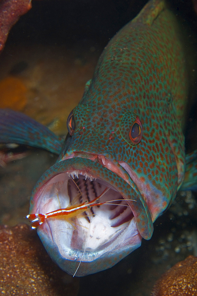 Spotted grouper with orange cleaner shrimp, Bali, Indonesia.