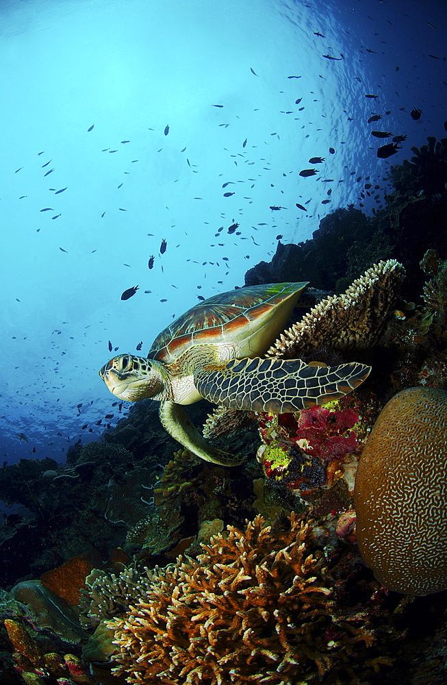 Green sea turtle (Chelonia mydas) resting on a plate coral, North Sulawesi, Indonesia.