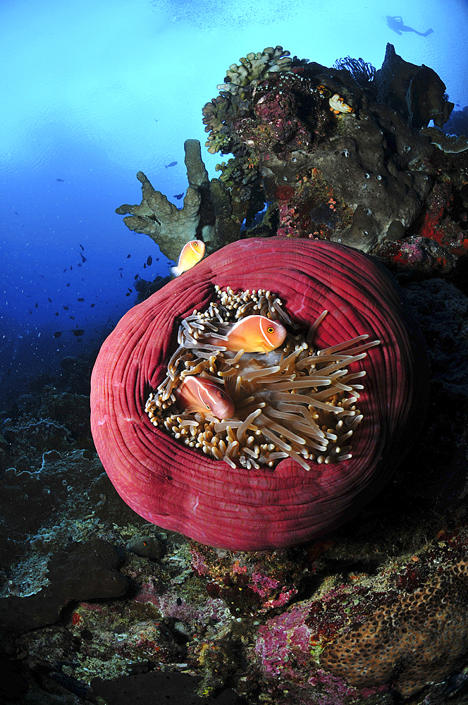 Three pink anemonefish in a circular pink anemone, North Sulawesi, Indonesia.