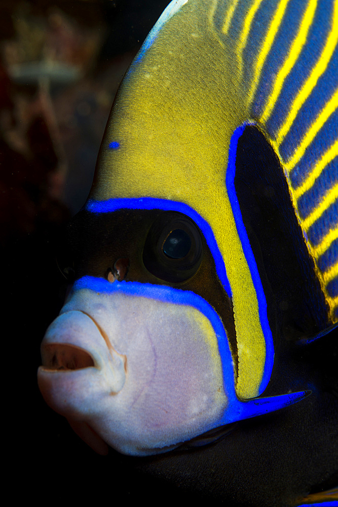 Portrait of an emperor angelfish (Pomacanthus imperator) set against a dark background, Indonesia.