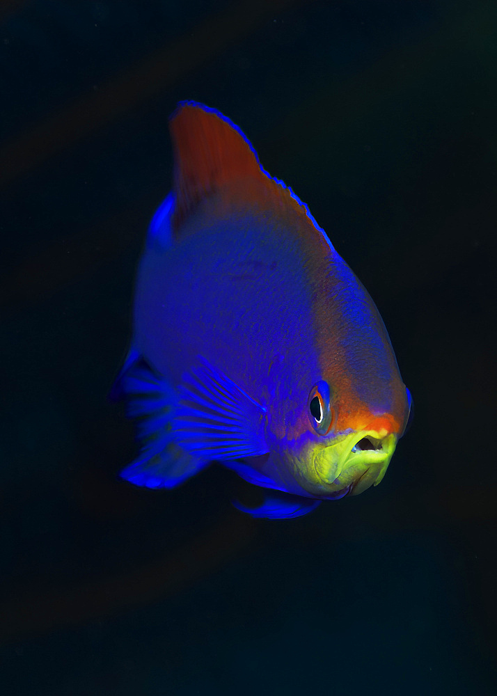 Head-on portrait of purple anthias (Pseudanthias tuka) in black water, Manado, North Sulawesi, Indonesia.