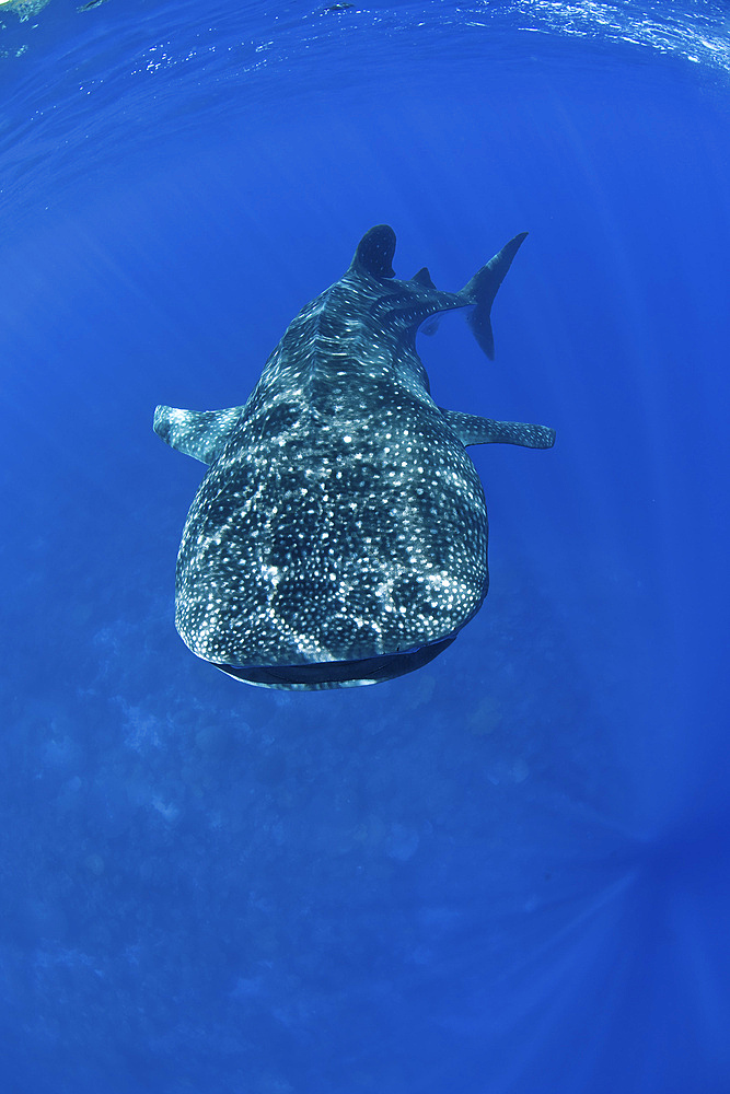 Enormous whale shark (Rhincodon typus) in clear blue water with sunrays, Christmas Island, Australia.