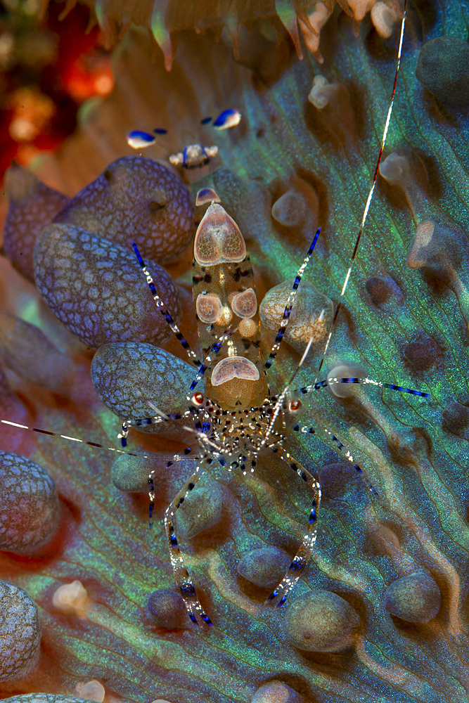 Blue and white striped Periclimenes shrimp over a mottled green and red anemone, Jardines De La Reina, Cuba.