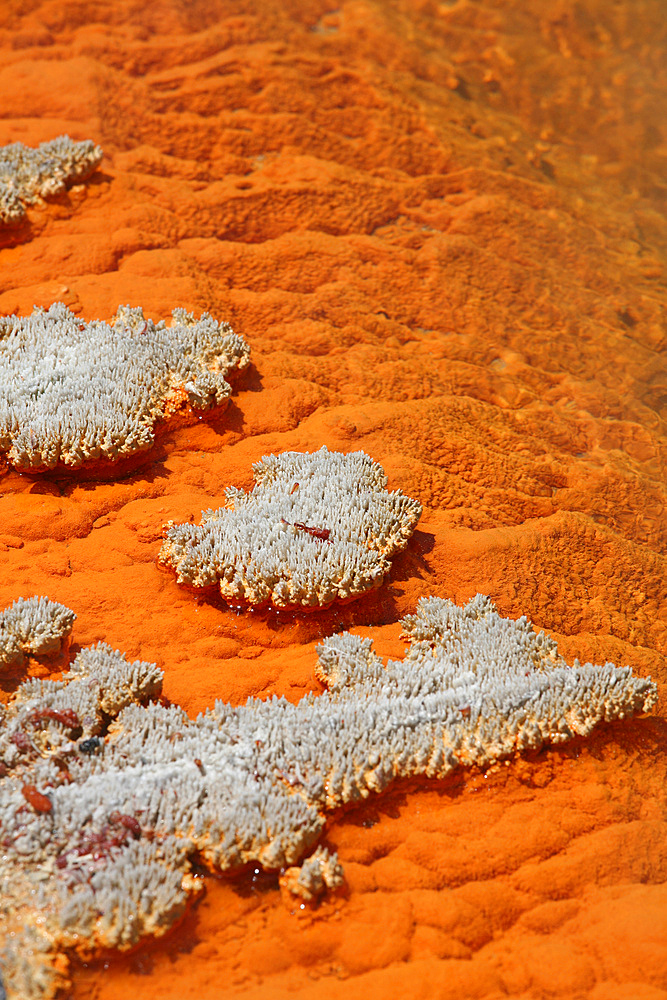 November 2007 - Orange coloration in Champagne Pool hot spring, Wai-O-Tapu Geothermal area, Taupo Volcanic Zone, New Zealand.