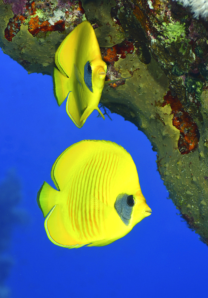 Masked butterflyfish, Red Sea, Egypt.
