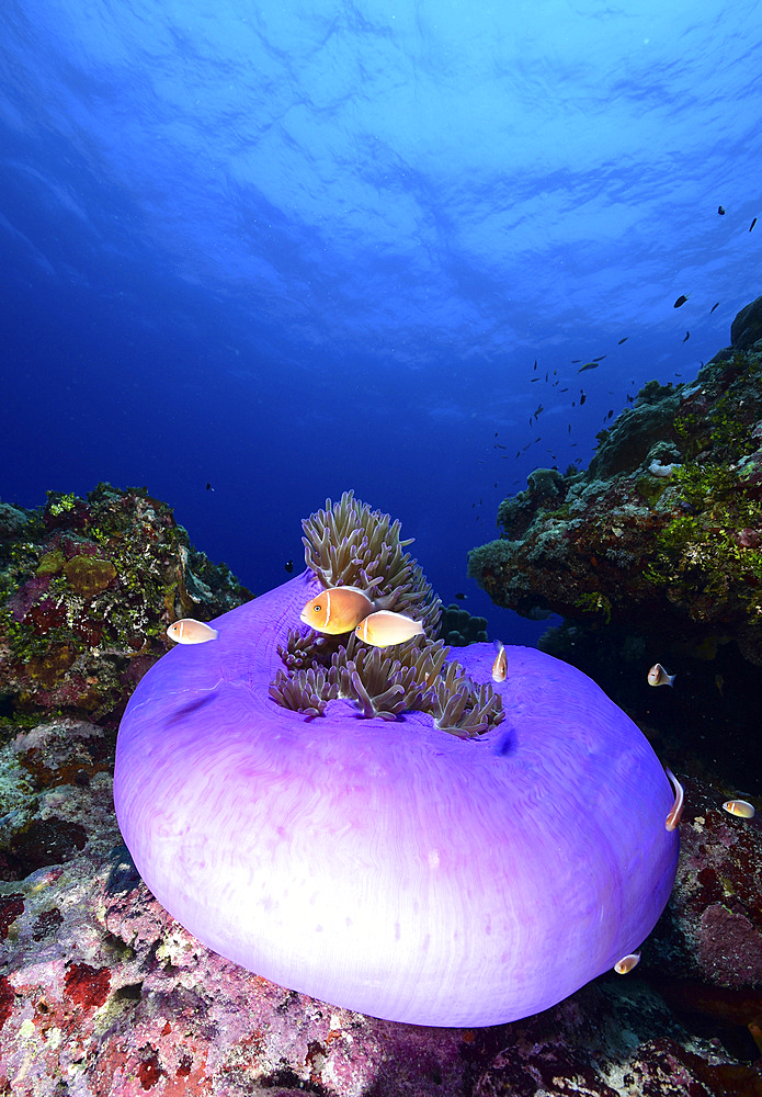Pink anemonefish (Amphiprion perideraion) with its host anemone, Yap, Micronesia.