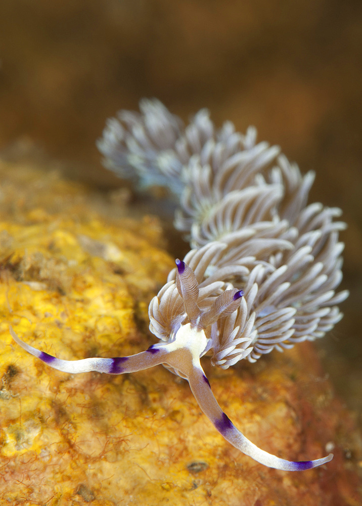 Head on view showing cerata on an aeolid nudibranch, Pteraeolidia ianthina, in Komodo National Park, Indonesia.