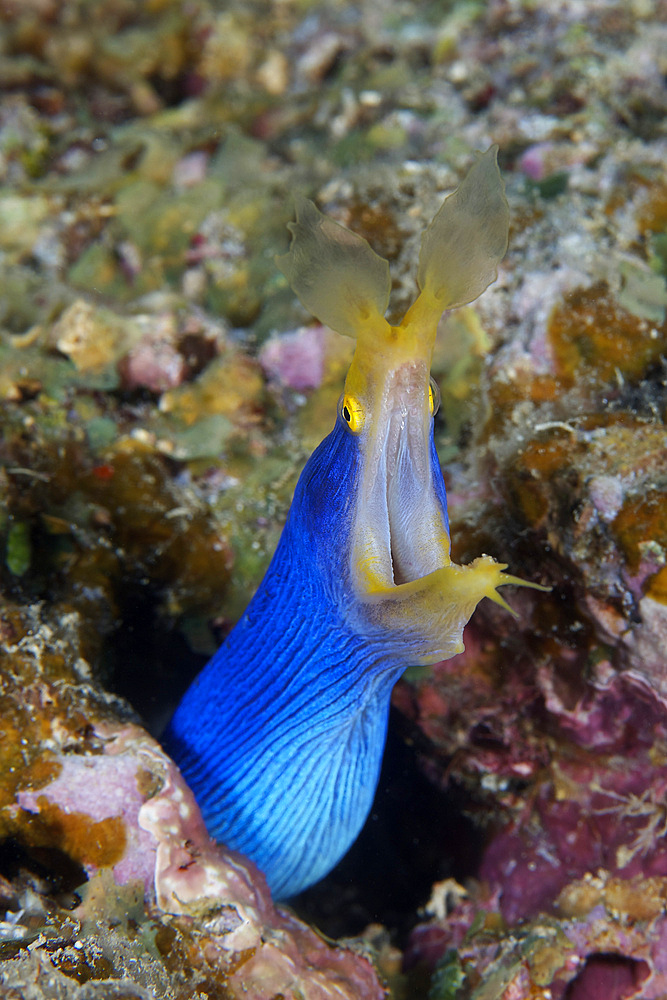 A beautiful Ribbon Eel displays its open mouth to the photographer,Fiji.