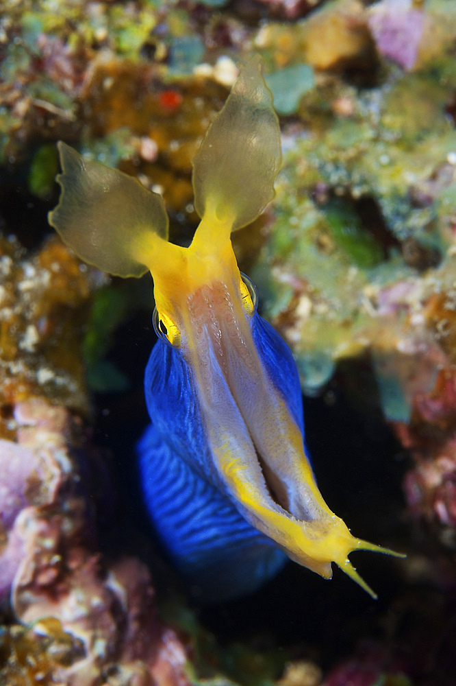 A beautiful Ribbon Eel displays its open mouth to the photographer,Fiji.