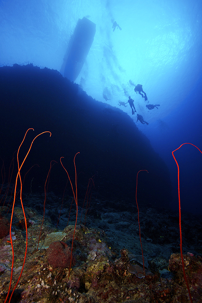 Divers descend onto a deep wreef with red sea whip corals, Fiji.