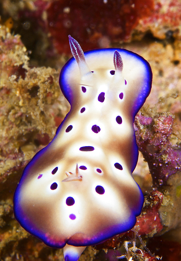 Nudibranch feeding on algae, Papua New Guinea.