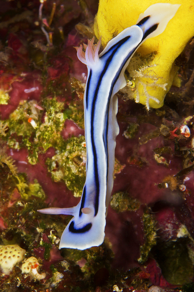 Nudibranch feeding on algae, Papua New Guinea.