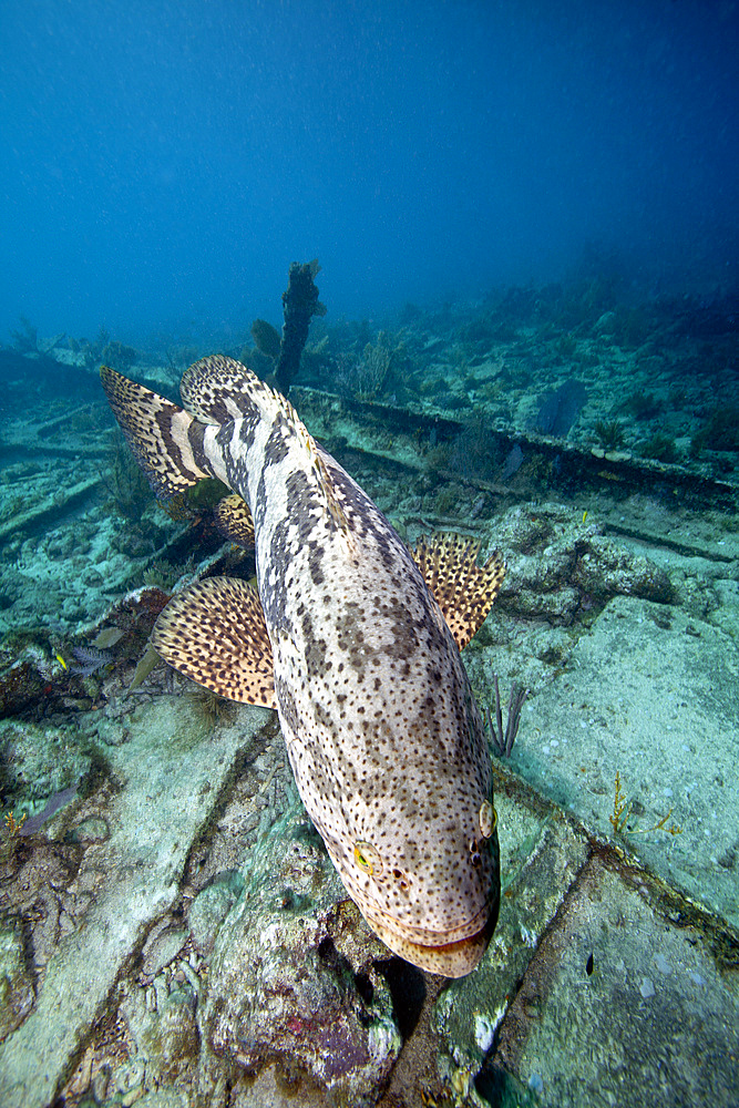 A large Goliath Grouper, Epinephelus itajara, effortlessly floats by and over the City of Washington shipwreck in about 60 feet of water off the coast of Key Largo, Florida.