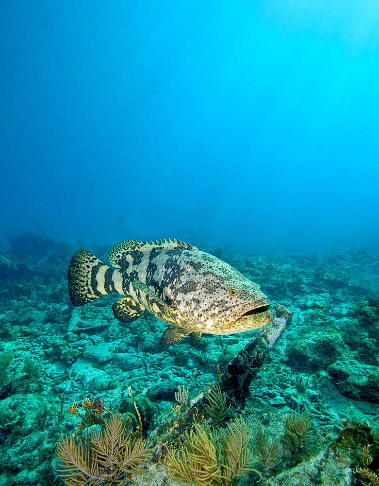 A large Goliath Grouper, Epinephelus itajara, effortlessly floats by and over the City of Washington shipwreck in about 60 feet of water off the coast of Key Largo, Florida.
