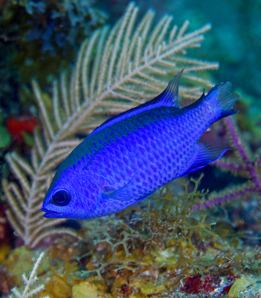 A Blue Chromis (Chromis cyanea) swims into the current to maintain station over a colorful reef in the Atlantic Ocean off the coast of Key Largo, Florida.