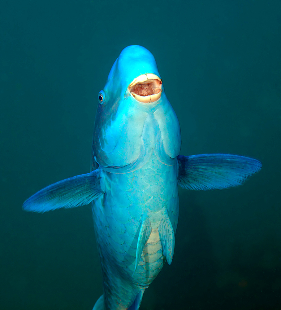 A Blue Parrotfish (Scarus coeruleus) swimming up after munching on the coral reef below in the Atlantic Ocean off the coast of Key Largo, Florida.