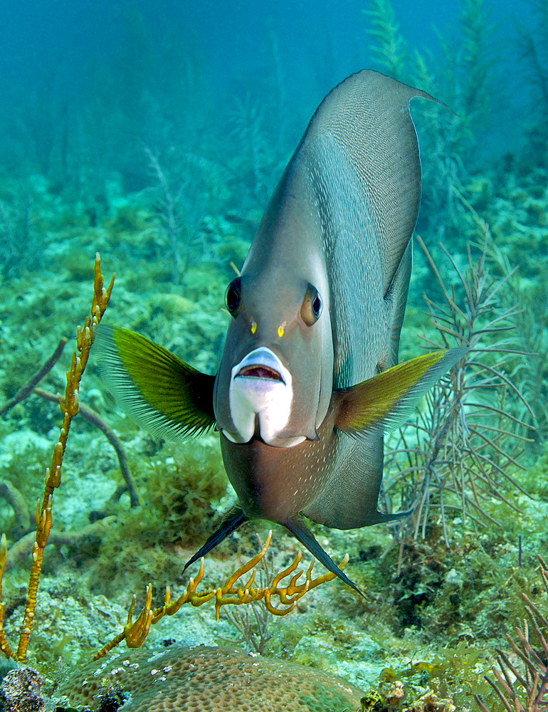 A Gray Angelfish (Pomacanthus arcuatus) swims by diamond and fire corals in the shallow waters of the Atlantic Ocean off the coast of Key Largo, Florida.